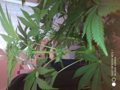 IMG_20190521_202238.jpg