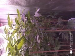 IMG_20190522_223039.jpg