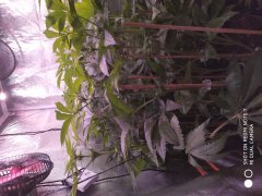IMG_20190522_223043.jpg