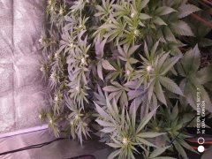 IMG_20190522_223051.jpg