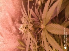 IMG_20190522_223116.jpg