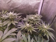 IMG_20190524_233355.jpg