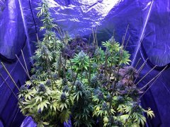IMG_3545_(Copier).JPG