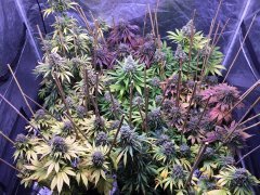 IMG_3552_(Copier).JPG