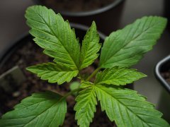 Orange Bud