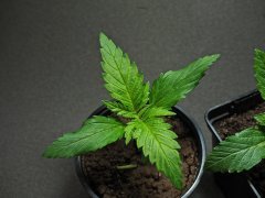 Critical Jack