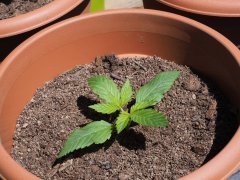 Orange Bud
