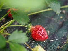 IMG_4045.jpg
