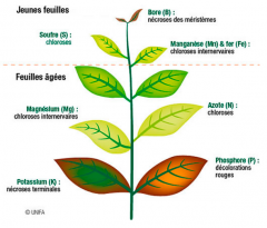 nutriments-20et-20carences.png