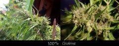 Chabine terre