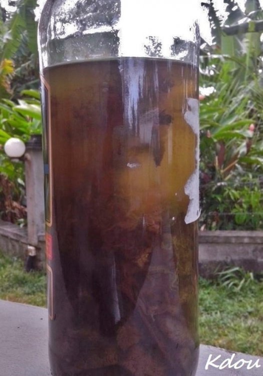 spice.thumb.jpg.0919556ecd726564278fa29c860797d7.jpg