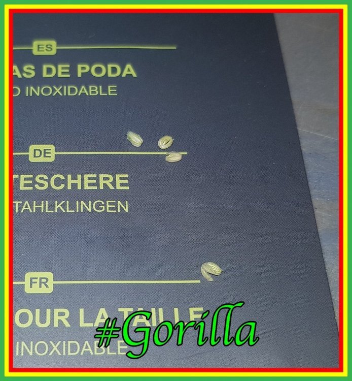 1047922636_BananeG3.thumb.jpg.1c9e7299e3392eebb8f8ea6eed5cc171.jpg