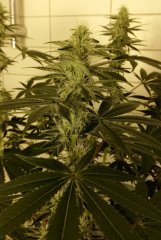 Gorilla bubble bx2 12/12 +28