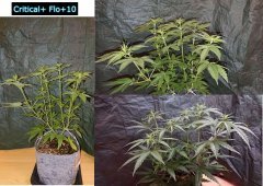 Critical+_F10.JPG