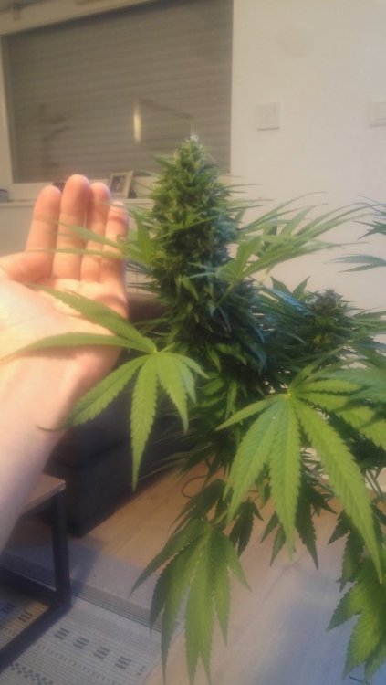 20181006_190928_HDR(1).thumb.jpg.bb0fac292698acfc20178ad9ddf99daa.jpg