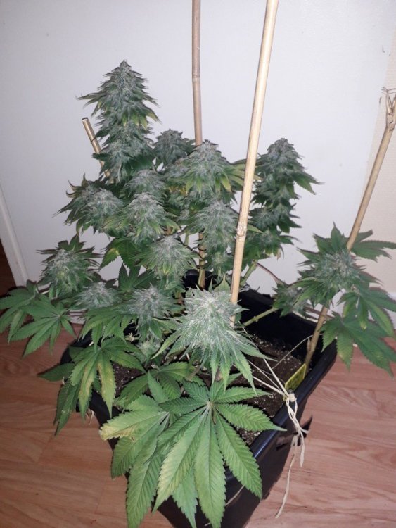 20190604_202038_crop_92.jpg