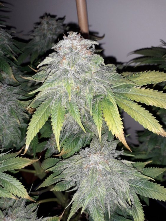 20190604_202125_crop_25.jpg