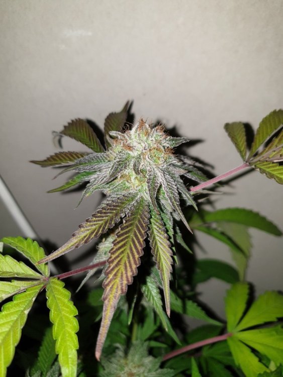20190615_193732-min.thumb.jpg.ccc99b137fd1b98608a15ebe4c57c5fa.jpg