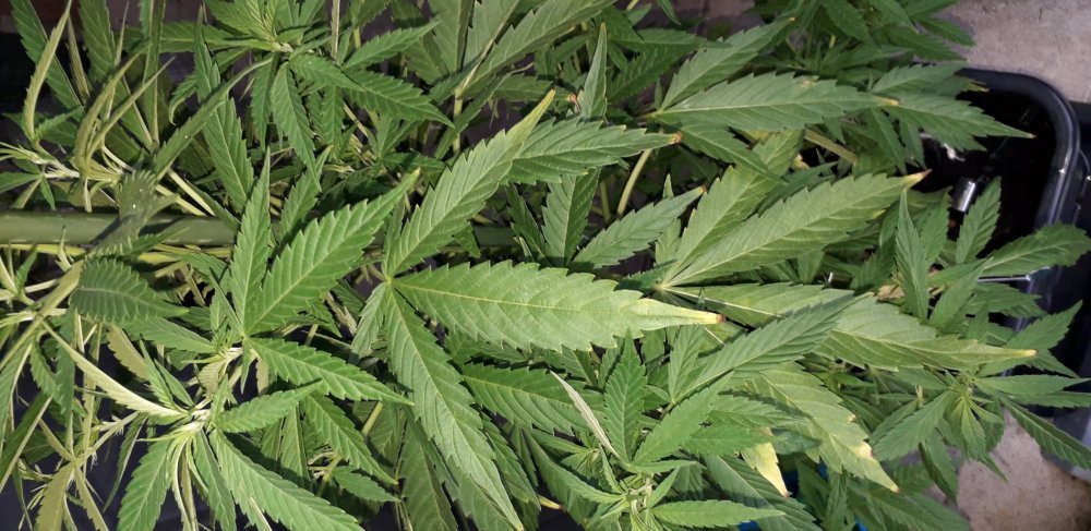 20190619_204838.jpg