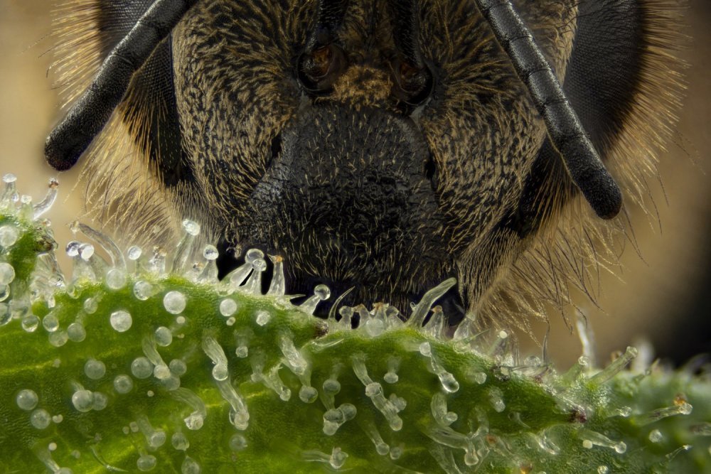 Bee 134 x4.jpg