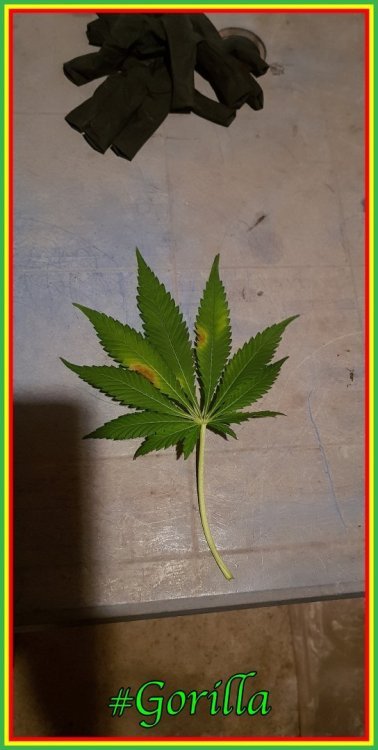 2111951227_Feuillediag2.thumb.jpg.cc71d370a7c15d70b04478a4c1ff3d94.jpg