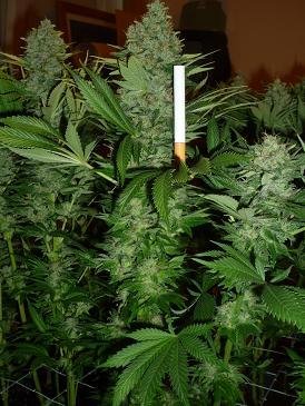 267.jpg