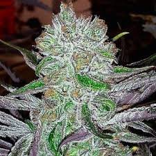 Best Friend OG
