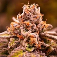Hubba Bubba
