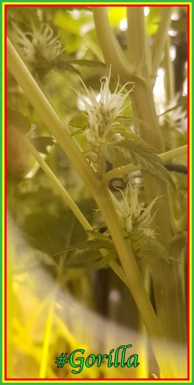 BananeG3..thumb.jpg.96dfac46ac79e31ea0f67bdd94fb4737.jpg
