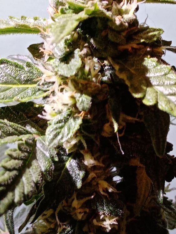 CBD1.jpg