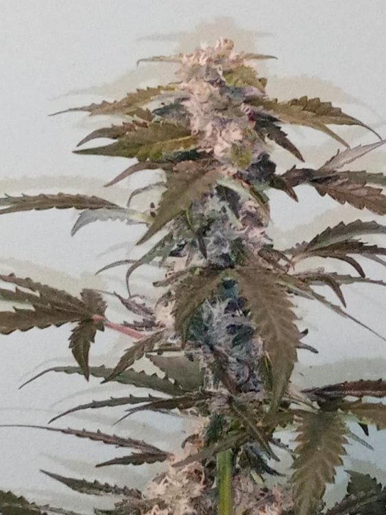 CBD2.jpg
