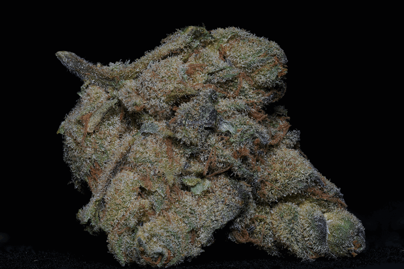 Girl Scout Cookie