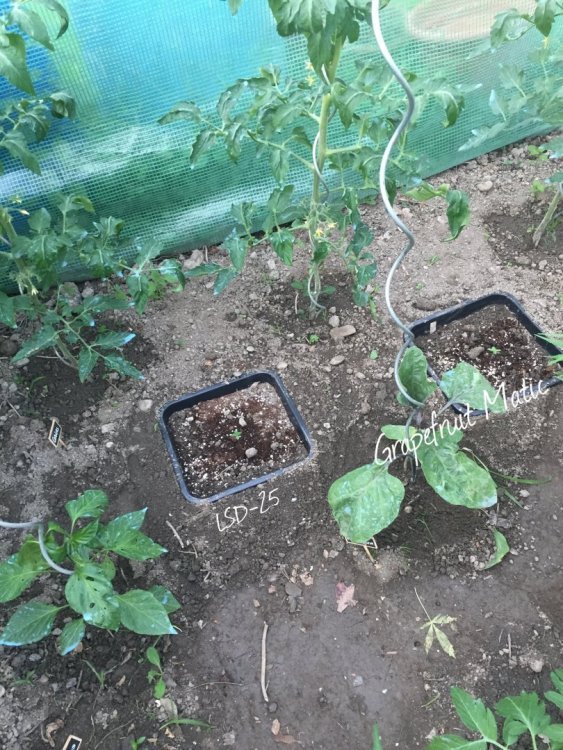 IMG_0532.JPG