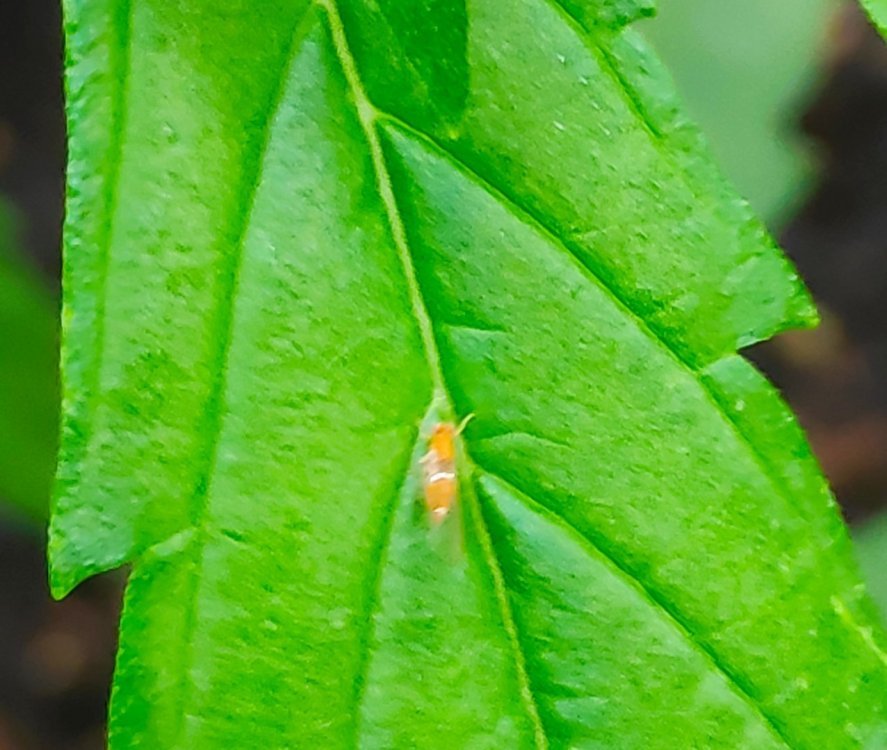 IMG_20190614_202922.jpg