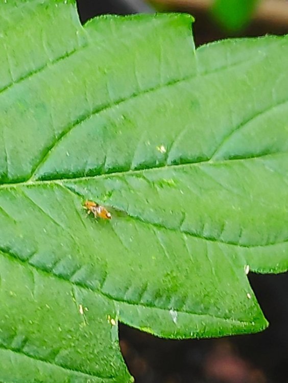 IMG_20190614_202948.jpg