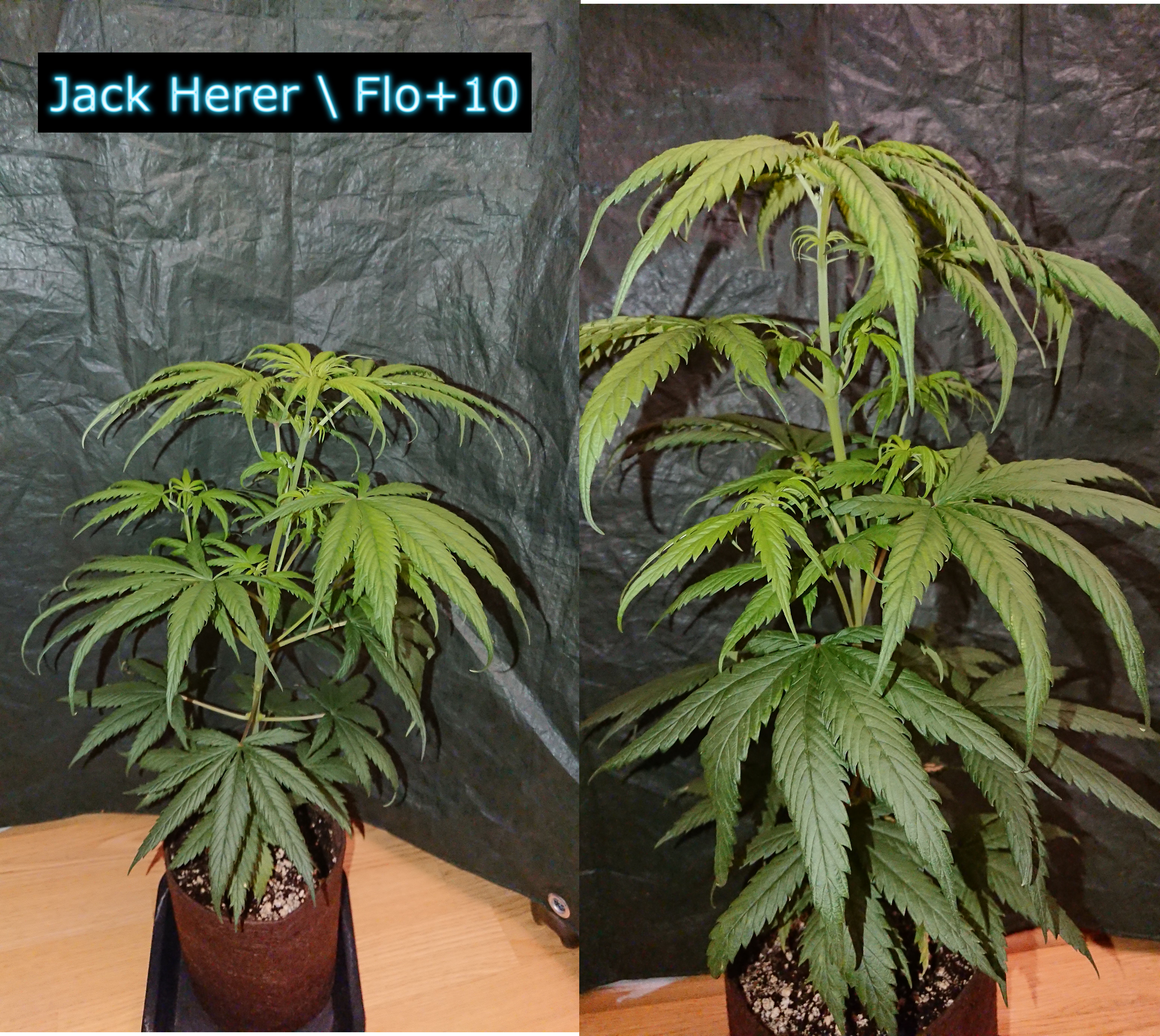 Jack_Herer_F10.JPG.487b0c3c1a4e784c33e596c5aee4cfde.JPG
