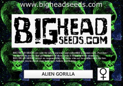 Alien Gorilla
