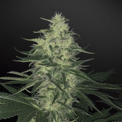 Auto Godzilla Glue