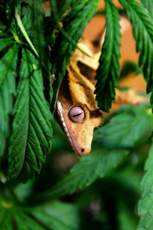 dmitri_meets_cannabis_by_psyconaut419-d6v70wi.thumb.jpg.a8f183d86440ef857f16061ab23bff59.jpg