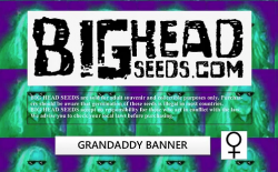 Grand Daddy Banner