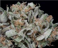 Gorilla Cookie