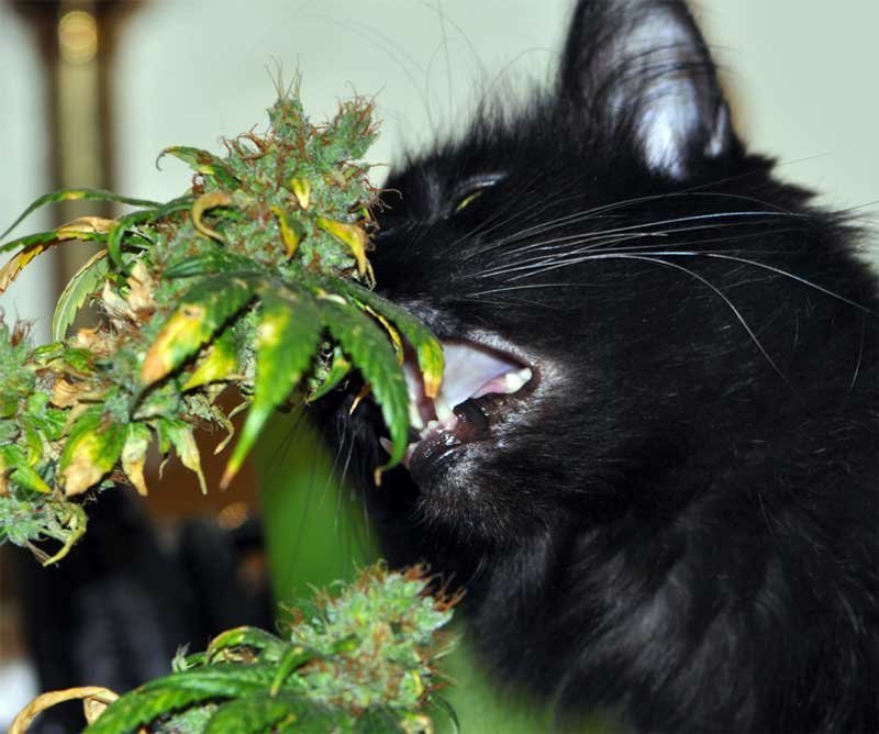 my-cat-ate-my-pot-plants.jpg.cdee52ed1ec595db294ce28d0a42b986.jpg