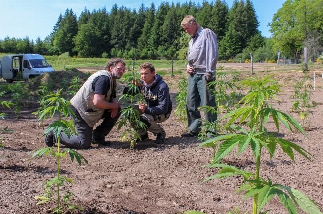 Agriculture - La production de cannabis thérapeutique testée en Creuse, sur le plateau de Millevaches