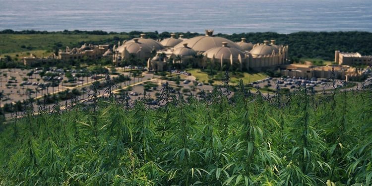 Afrique du Sud - La Cannabis Expo de Durban a attiré une foule nombreuse