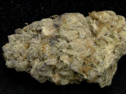 Purple Punch