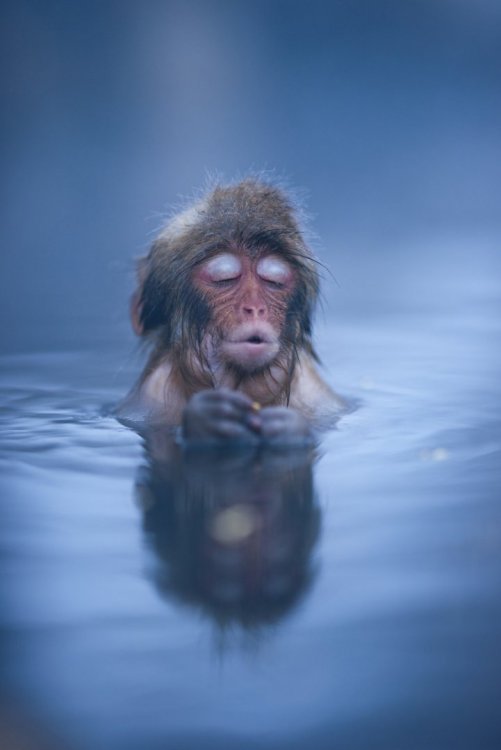 singe.jpg