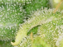 190628_210032_cleaned.jpg