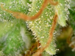 190628_210124_cleaned.jpg