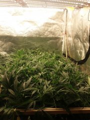 19_06_scrog_hydro.jpg