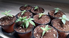 AMG/Amnesia Haze/critical/power flower +10 cro